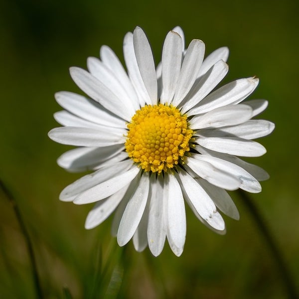 Nahaufnahme einer einzelnen Gänseblümchenblüte