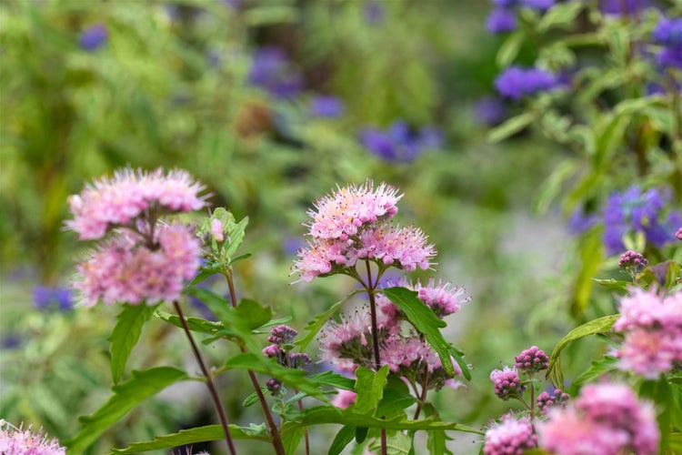 Caryopteris clandonensis 'Pink Perfection' ®, Bartblume, rosa, 40–60 cm