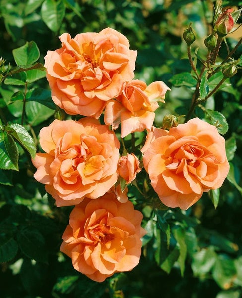 Rosa 'Westerland', Strauchrose, orange-gelb, 5-7,5 L Container