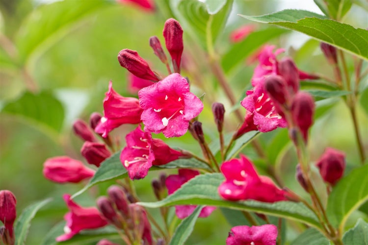Weigela 'Bristol Ruby', Weigelie, rubinrot, 60 cm Stammhöhe