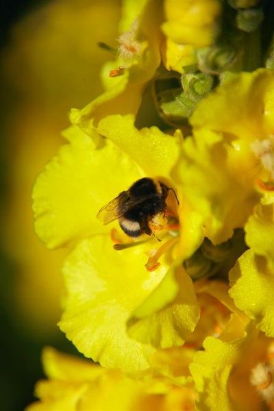 Verbascum bombyciferum, Silber-Königskerze, silbergrau, ca. 9x9 cm Topf