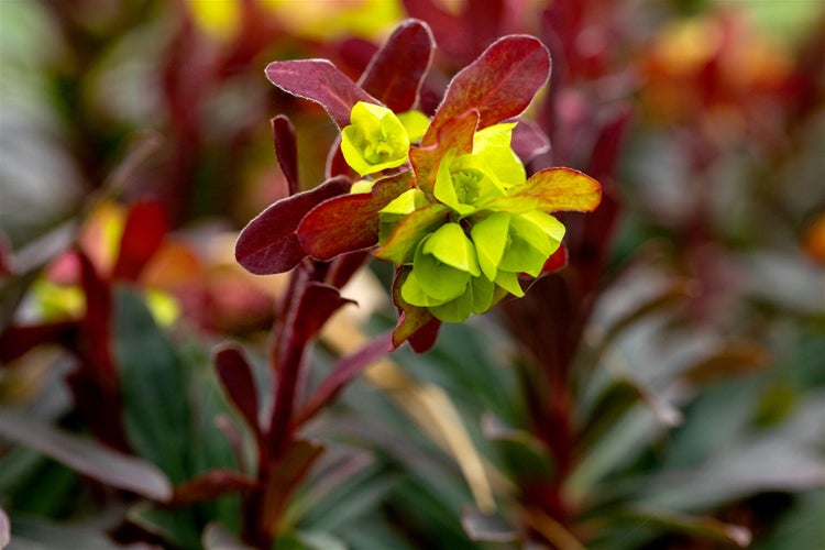 Euphorbia amygdaloides 'Purpurea', Wolfsmilch, purpur, ca. 11x11 cm Topf