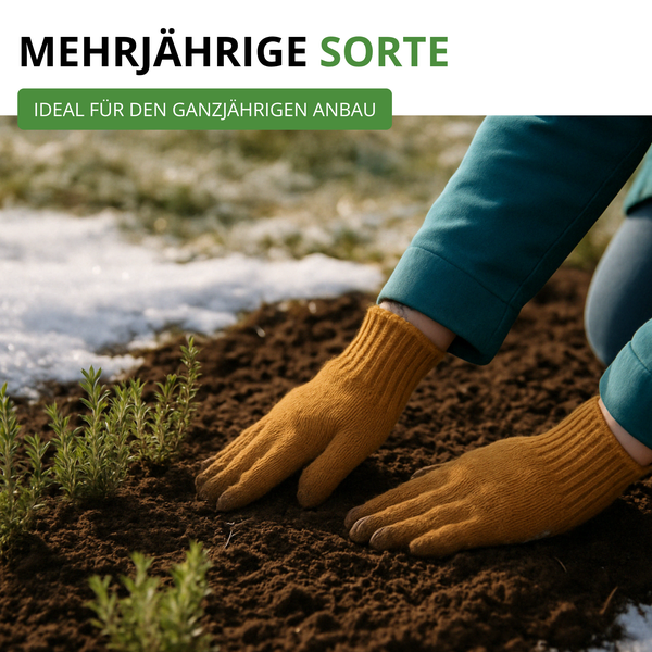 Mehrjährige Sorte, ideal für den ganzjährigen Anbau. Hände in Handschuhen pflanzen in Erde bei Schnee.