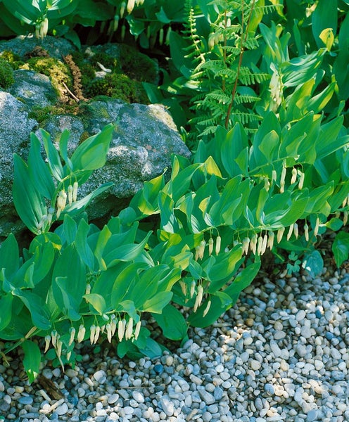 Polygonatum odoratum, Duftender Salomonssiegel, ca. 9x9 cm Topf
