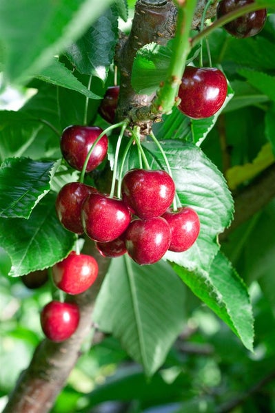 Prunus avium 'Summit', Süßkirsche, 150–200 cm, große Früchte