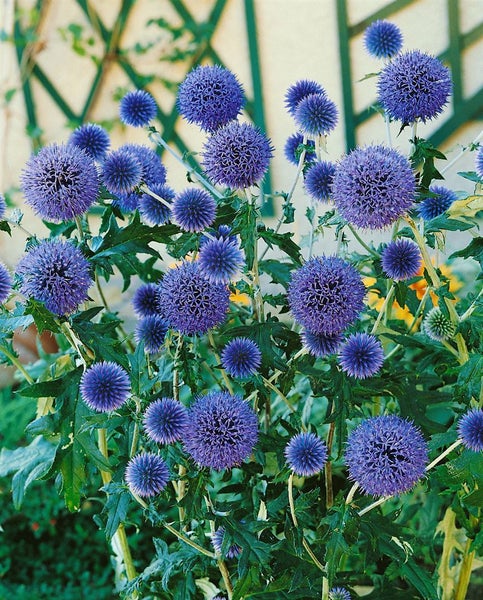 Echinops ritro 'Veitchs Blue', Kugeldistel, stahlblau, ca. 9x9 cm Topf