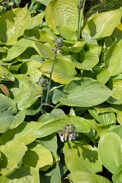 Hosta x cult.'Sum and Substance', Funkie, großblättrig, ca. 11x11 cm Topf