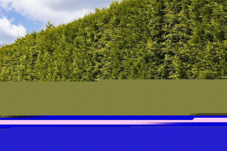 Dichte grüne Thujahecke als Sichtschutz im Garten.