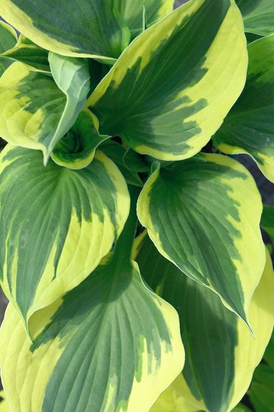 Hosta x fortunei 'Twilight', Funkie, grün-gelb, ca. 11x11 cm Topf
