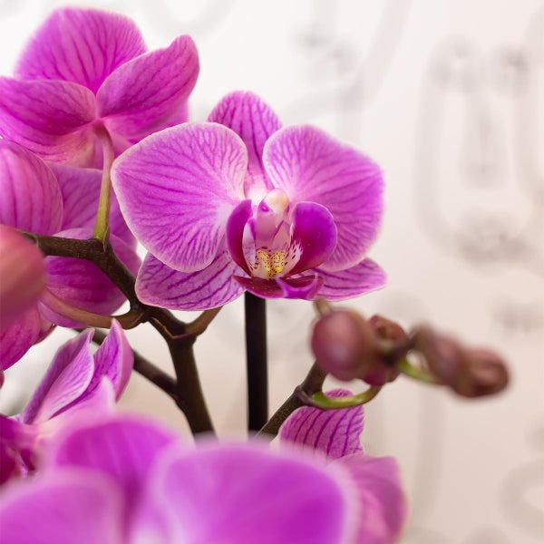 Kolibri Orchids Lila/rosa Phalaenopsis Orchidee Mineral Vienna Topfgröße 9cm blühende Zimmerpflanze frisch vom Züchter