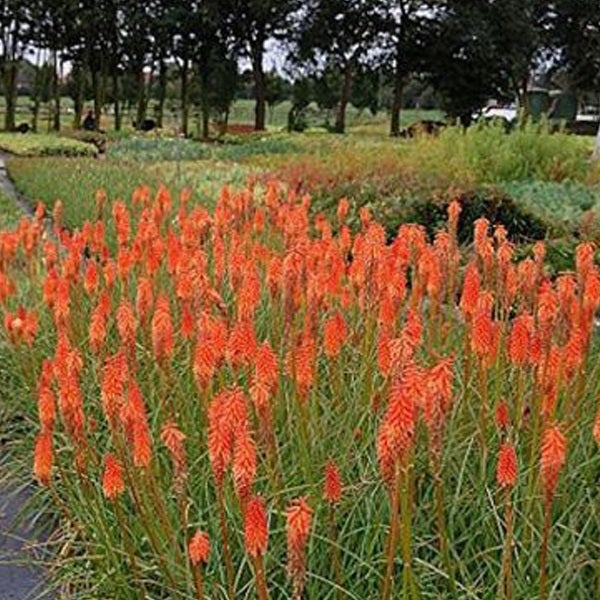 Feld mit Fackellilien im Garten