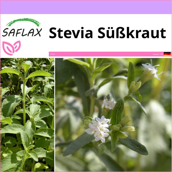 SAFLAX  - Stevia Süßkraut - Stevia rebaudiana - 100 Samen