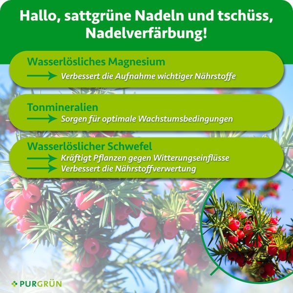 Infografik zum Purgrün Nadeln Vital Dünger mit Inhaltsstoffen wie Magnesium Tonmineralien und Schwefel zur Vorbeugung von Nadelverfärbungen