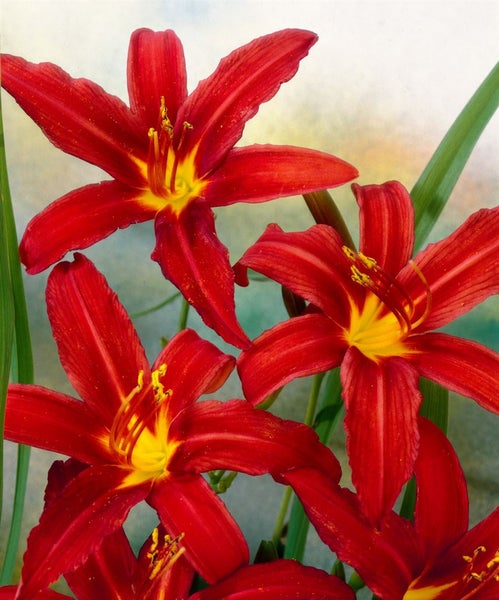 Hemerocallis x cult. 'Crimson Pirate', Taglilie, rot, ca. 11x11 cm Topf