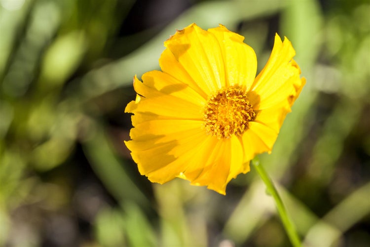 Coreopsis grandiflora 'Schnittgold', Mädchenauge, gelb, ca. 9x9 cm Topf