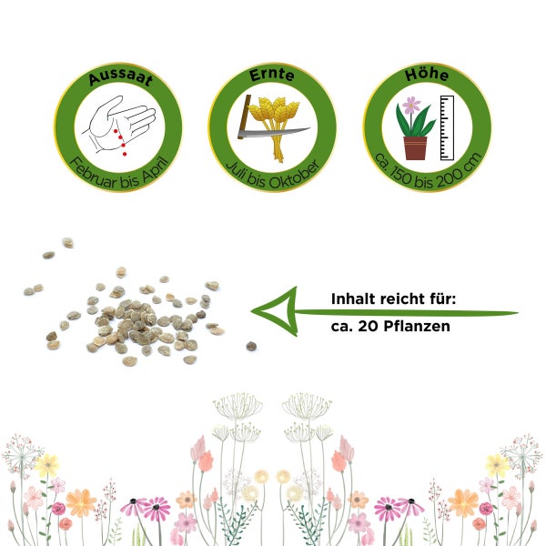 Flaschentomate San Marzano Samen von Deine Gartenwelt