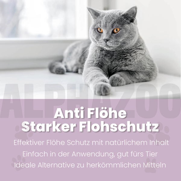 Graue Katze als Produktwerbung für Flohschutz.
