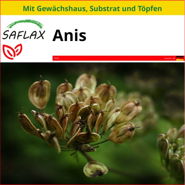 SAFLAX Anzucht Set - Anis - Pimpinella anisum - 200 Samen - Mit Mini-Gewächshaus, Anzuchtsubstrat und 2 Töpfen