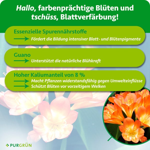 Infografik über Dünger mit Vorteilen wie Spurennährstoffe, Guano und acht Prozent Kalium für Blühkraft und Pflanzengesundheit. Purgrün Logo.