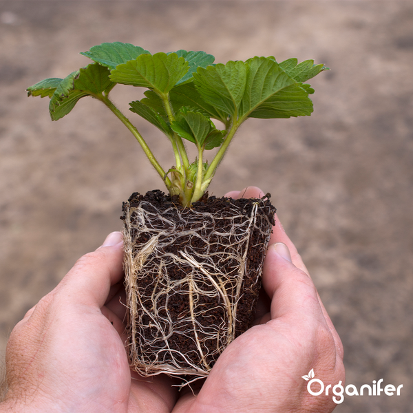 Wurzelstimulator - Roots Power Konzentrat - 10 Liter - Organifer