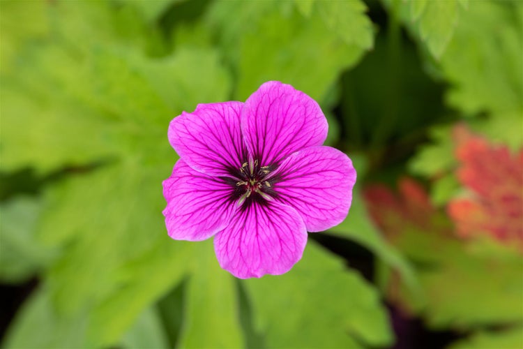 Geranium psilostemon, Armenischer Storchschnabel, leuchtend pink, ca. 11x11 cm Topf
