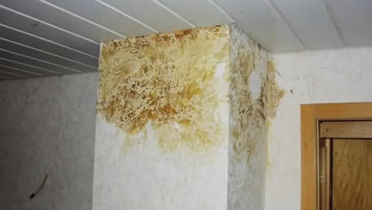 Befall durch Echten Hausschwamm an einer Wandecke unter einer Deckenverkleidung.