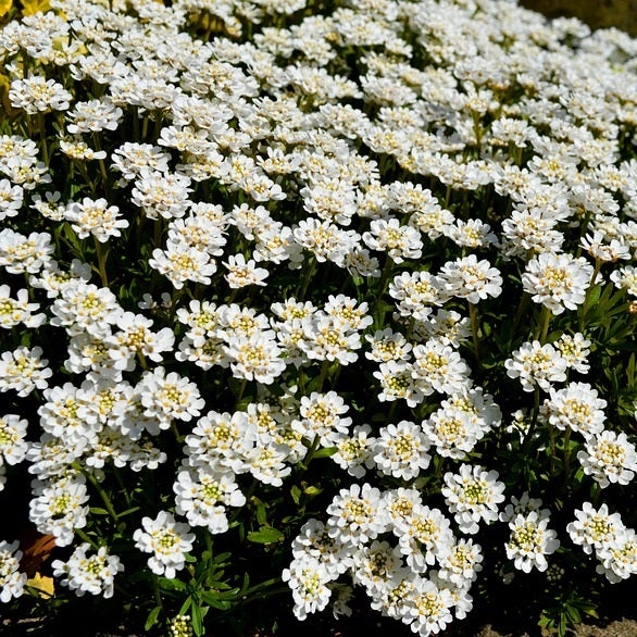 Blütenmeer aus Iberis sempervirens Bodendecker-Pflanzen