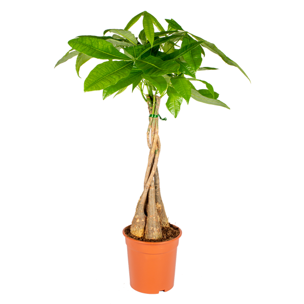 Bloomique - Pachira Aquatica - Glückskastanie - Zimmerpflanzen - Luftreinigend - Pflegeleicht - Höhe 60-70 cm - Topf 17 cm