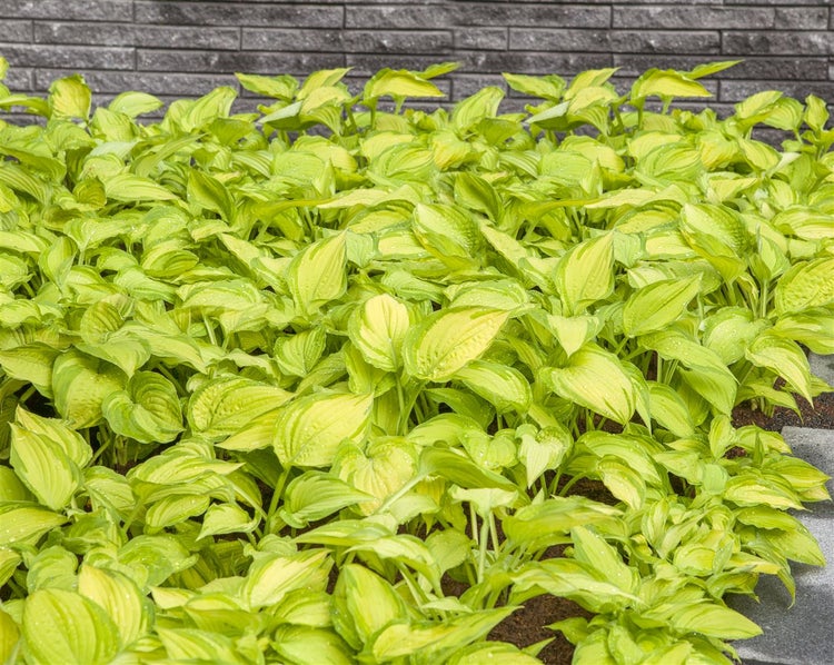 Nahaufnahme von Hosta Pflanzen im Garten