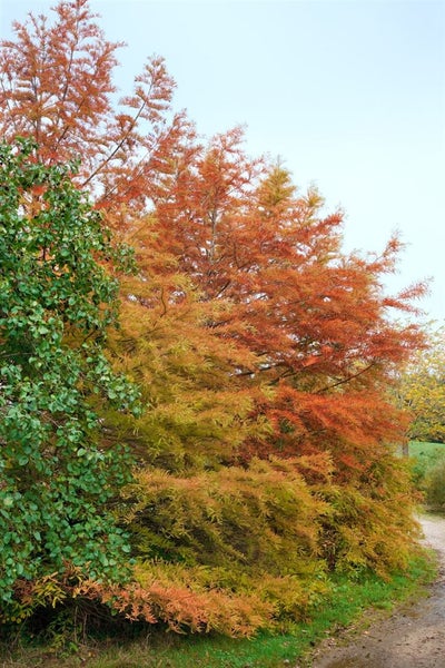 Taxodium distichum, Sumpfzypresse, 80–100 cm