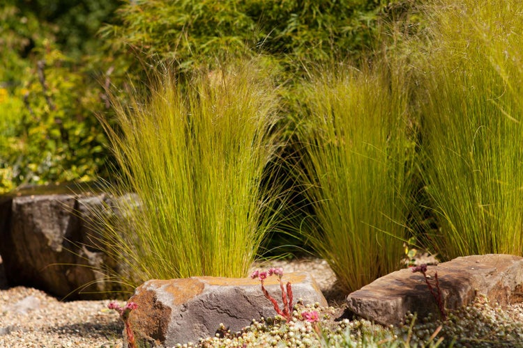 Stipa tenuissima 'Ponytails', Zartes Federgras, 2 Liter Container
