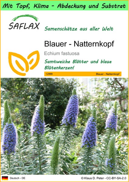 SAFLAX Garden to go - Blauer - Natternkopf - Echium fastuosa - 100 Samen - Mit Topf, Klima - Deckel und Anzuchtsubstrat