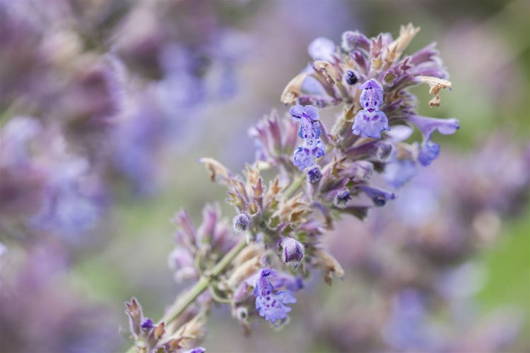 Nepeta x faassenii 'Senior', Katzenminze, blauviolett, ca. 9x9 cm Topf