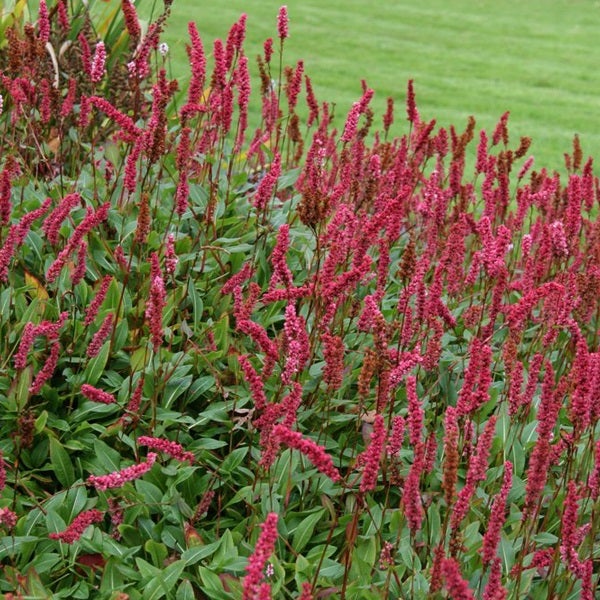 Wiesenknöterich mit roten Blüten im Gartenbeet