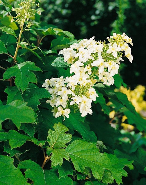 Eichenblatt-Hortensie mit weißen Blüten und grünen Blättern