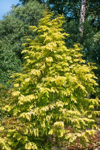 Metasequoia glyptostroboides 'Chubby', Urweltmammutbaum, 40–60 cm