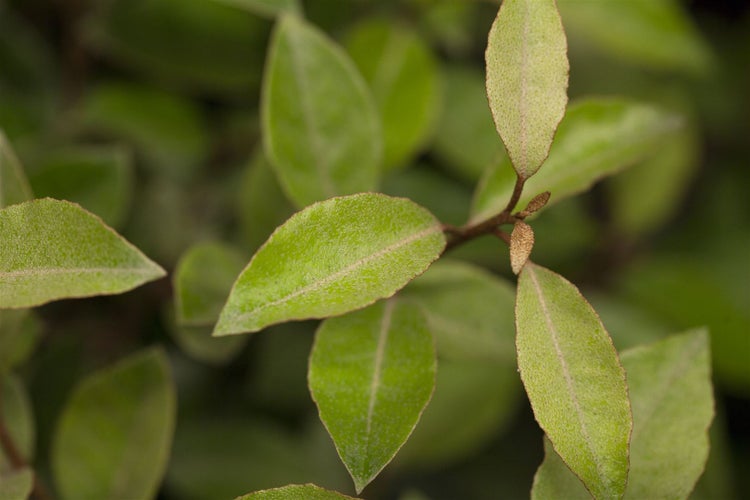 Elaeagnus ebbingei, immergrün, silbrig-grün, 60–80 cm