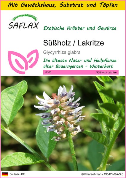 SAFLAX Anzucht Set - Süßholz / Lakritze - Glycyrrhiza glabra - 30 Samen - Mit Mini-Gewächshaus, Anzuchtsubstrat und 2 Töpfen