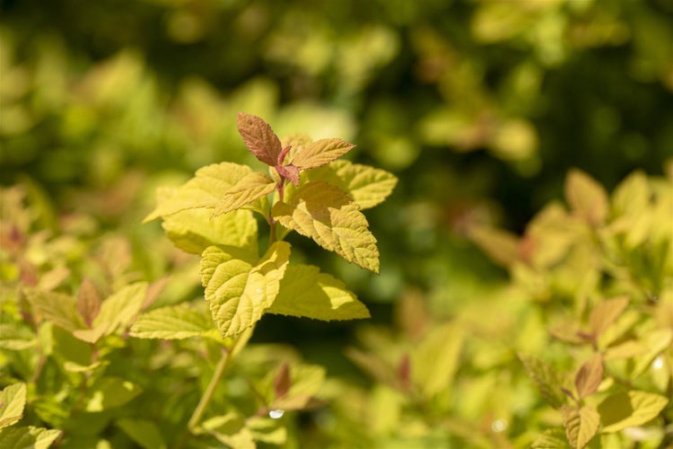 Spiraea japonica 'Magic Carpet', Japanische Spiere, 25–30 cm, buntlaubig