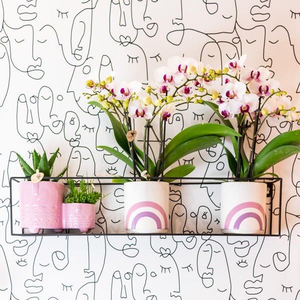 Kolibri Orchideen Weiße Phalaenopsis Orchidee Mineral Gibraltar Topfgröße 9cm frisch vom Züchter