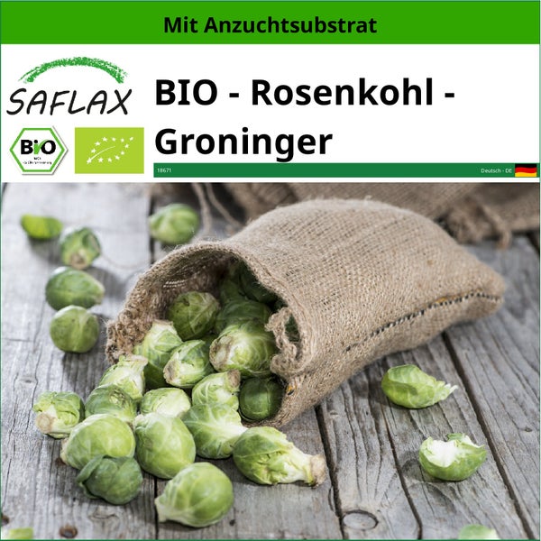 SAFLAX  - BIO - Rosenkohl - Groninger - Brassica oleracea var. gemmifera - 30 Samen - Mit keimfreiem Anzuchtsubstrat