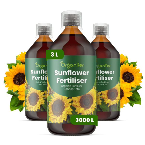 Organifer Sonnenblumen-Dünger, organisches Flüssigdünger-Konzentrat, 3 Liter, drei Flaschen mit Messkappe.