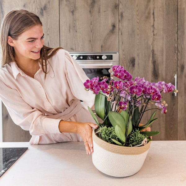 Kolibri Orchids lila Pflanzenset im Baumwollkorb inkl. Wassertank drei lila Orchideen Morelia 9cm und drei Grünpflanzen Rhipsalis Dschungelstrauß lila mit autarkem Wassertank
