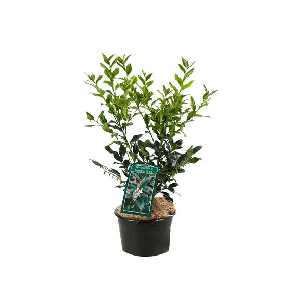 Sarcococca hookeriana Pflanze im Topf
