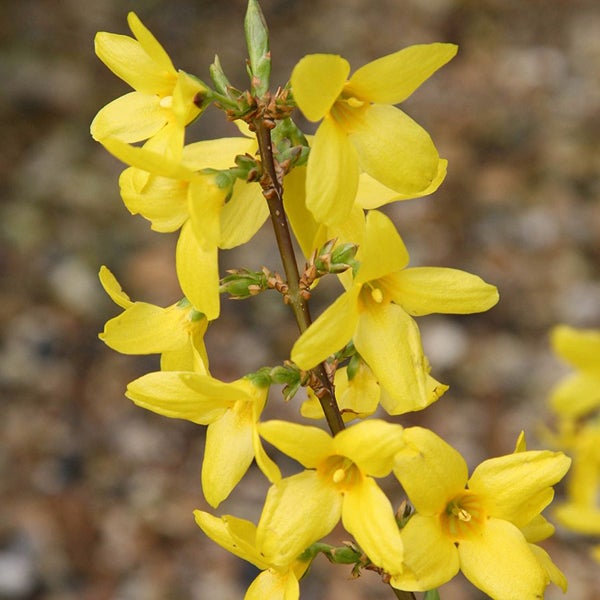 Nahaufnahme von Forsythienzweig mit gelben Blüten