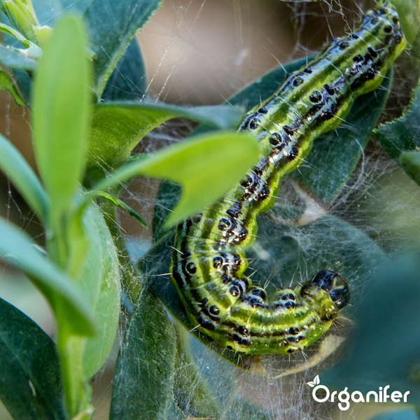 Leaf Insects Blattinsekten-Konzentrat -5 L für 5000 m2 - Organifer