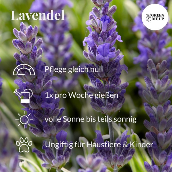 Nahaufnahme von Lavendelblüten mit Pflegehinweisen und Green Me Up Logo