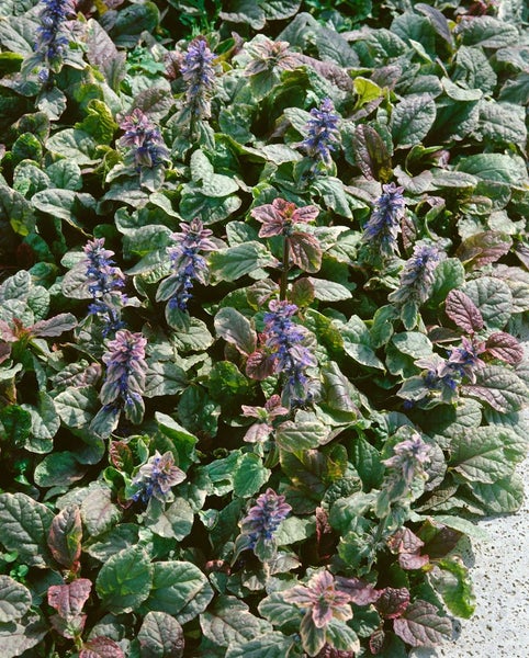 Ajuga reptans 'Variegata', Günsel, buntlaubig, ca. 9x9 cm Topf