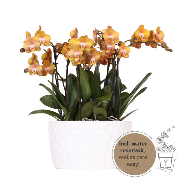 Kolibri Orchids orange Orchideen-Set in Honigschale inkl. Wasserreservoir drei orange Orchideen Las Vegas12cm Mono Bouquet weiß
