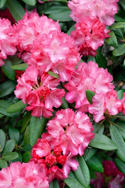 Rhododendron yakushimanum 'Marlis', rosa Blüten, 30–40 cm